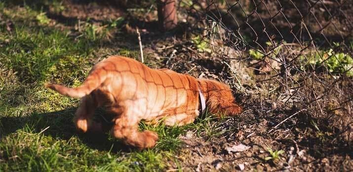 Dog digging at the base of a chain link fence