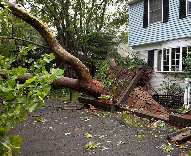 Large tree fallen across a yard after a storm