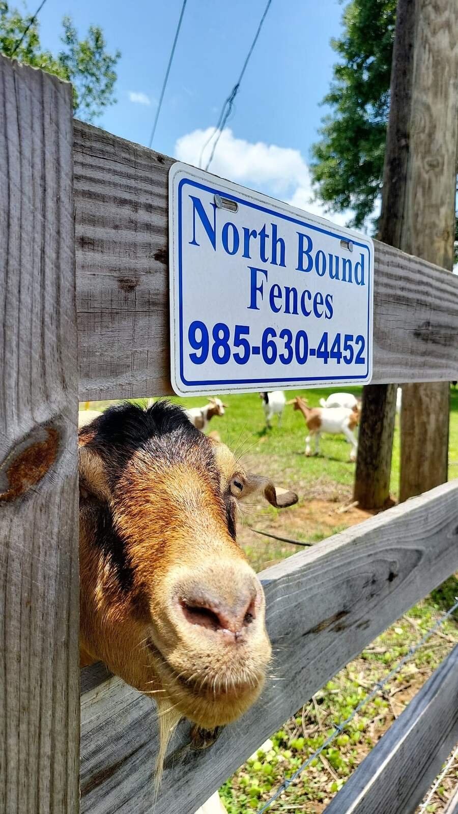A goat looks through a board fence below a Northbound Fences sign